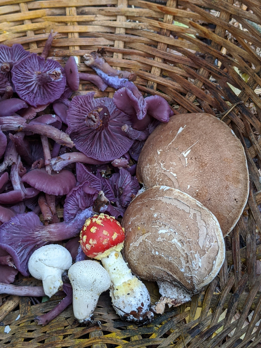 Mushroom Walk 2nd November - Bishop's Stortford