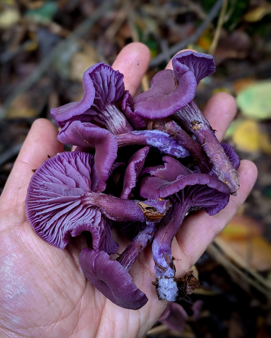 Mushroom Walk 26th October - Bishop's Stortford
