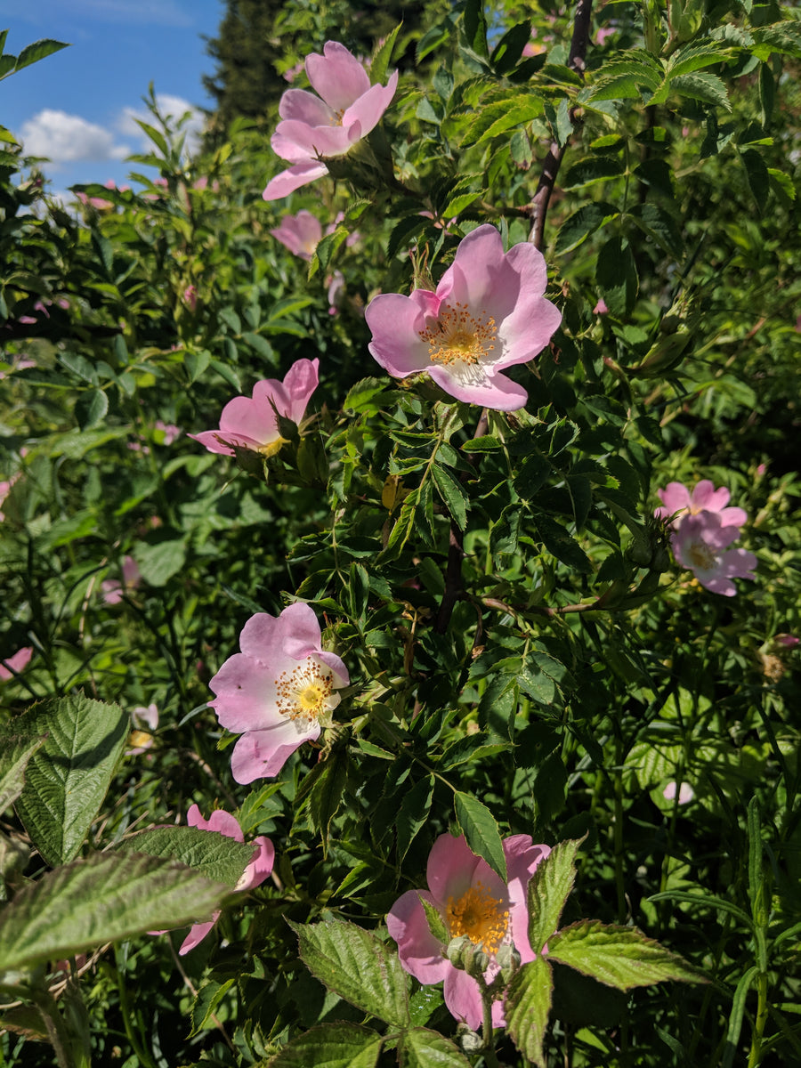 Summer Afternoon Foraging Walk 26th July - Bishop's Stortford