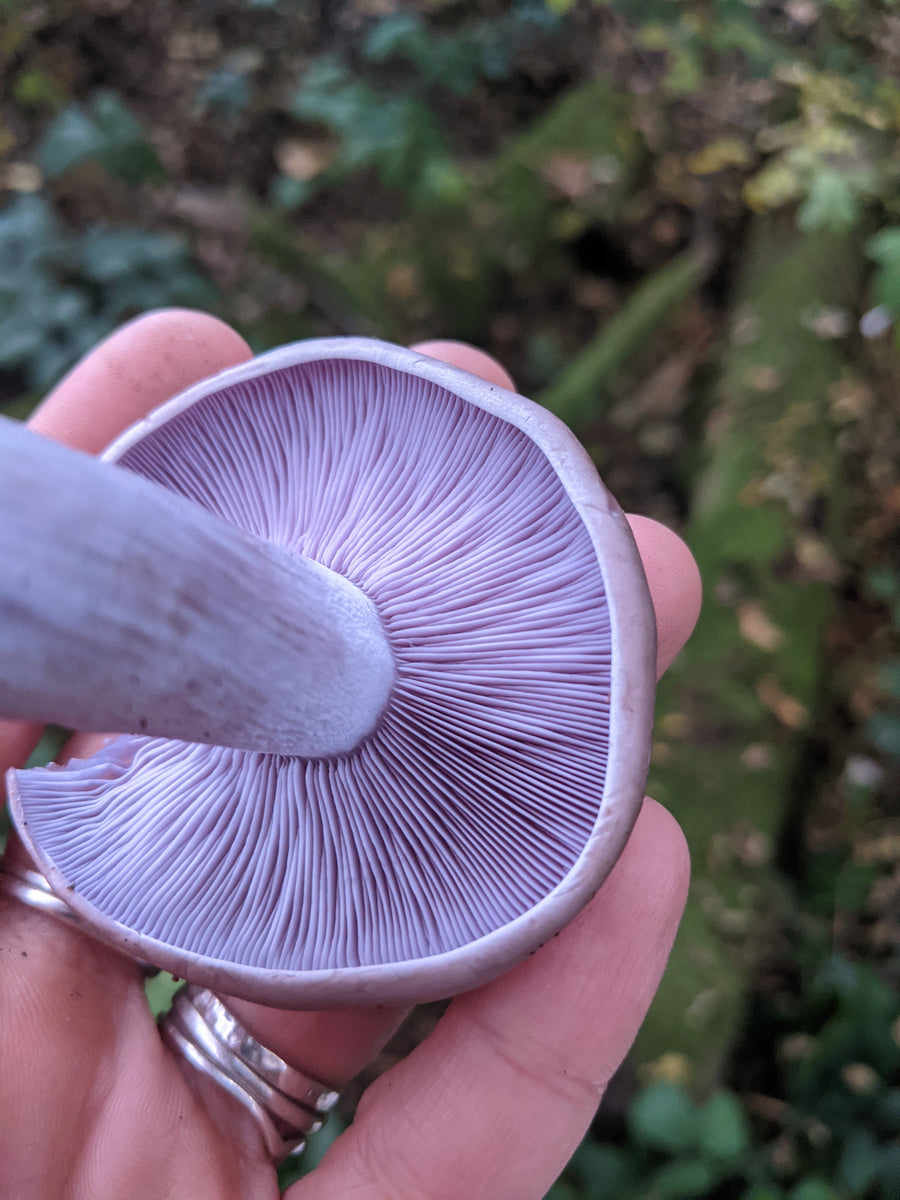 Mushroom Walk 8th November - Bishop's Stortford