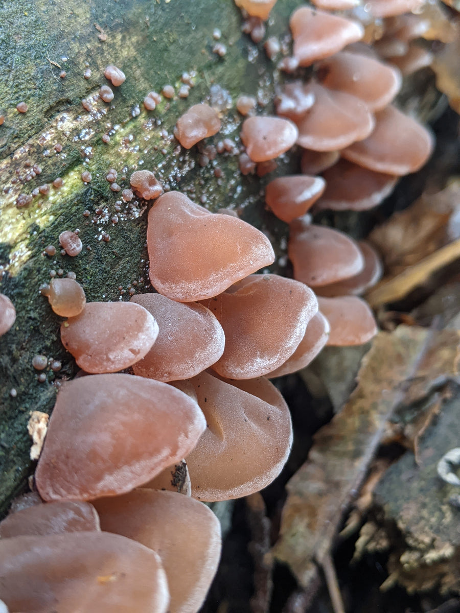 Mushroom Walk 26th October - Bishop's Stortford