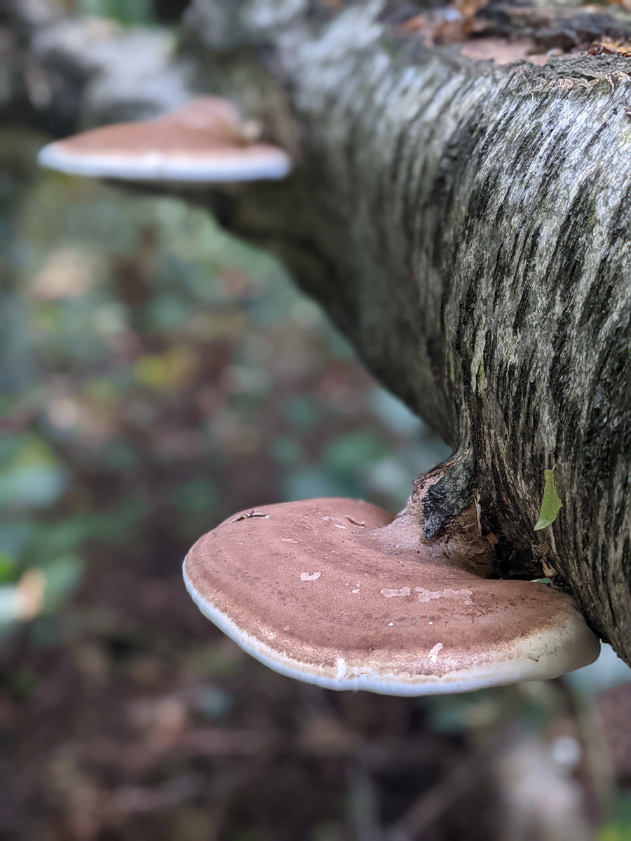 Mushroom Walk 2nd November - Bishop's Stortford