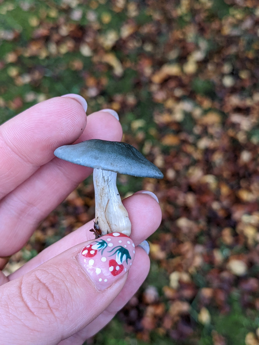 Mushroom Walk 2nd November - Bishop's Stortford