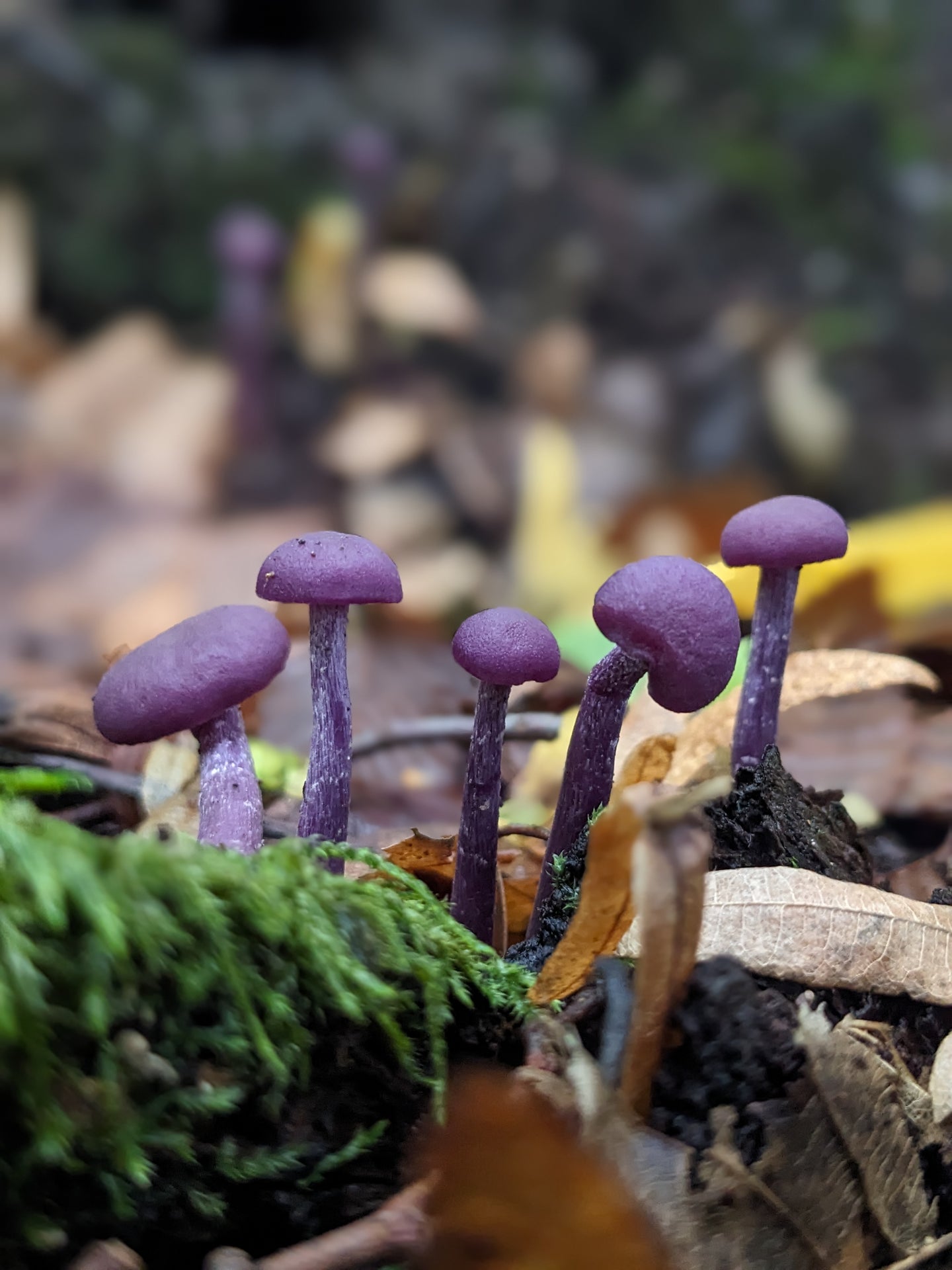 Purple mushrooms growing among green moss and brown leaves in a forest setting