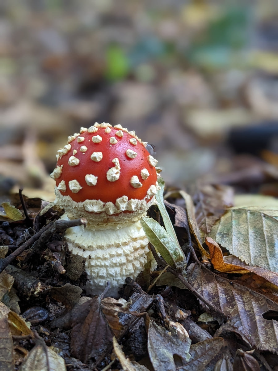 Mushroom Walk 26th October - Bishop's Stortford