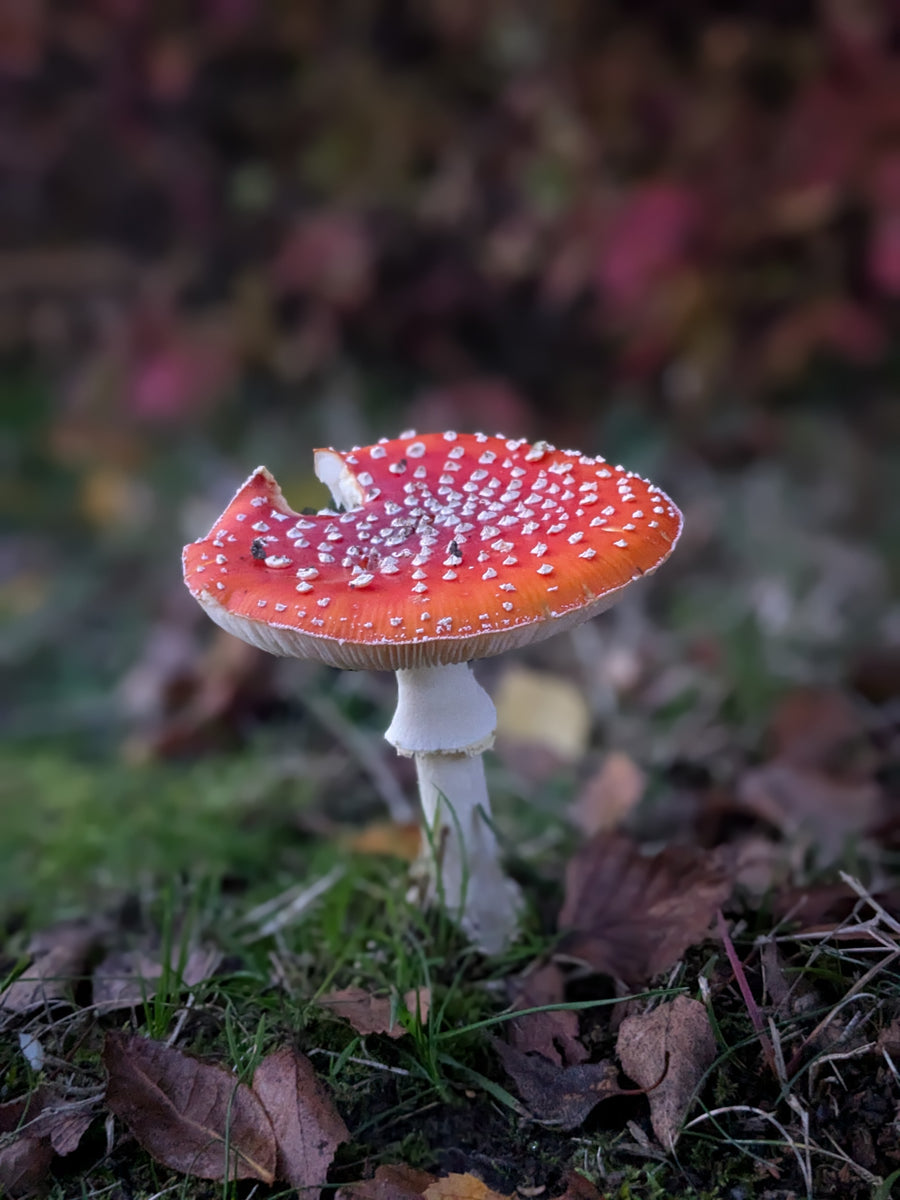Mushroom Walk 2nd November - Bishop's Stortford