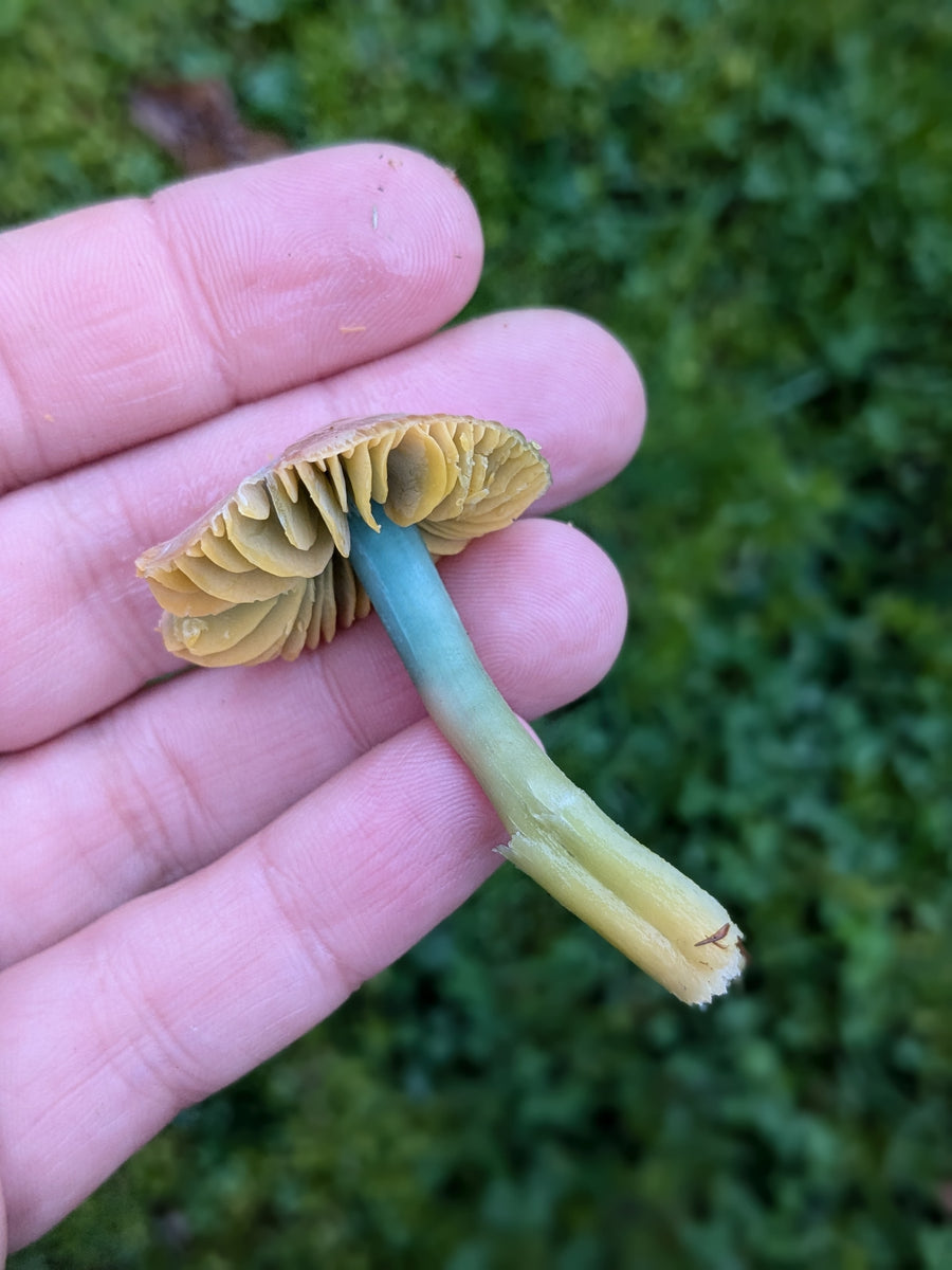 Mushroom Walk 8th November - Bishop's Stortford