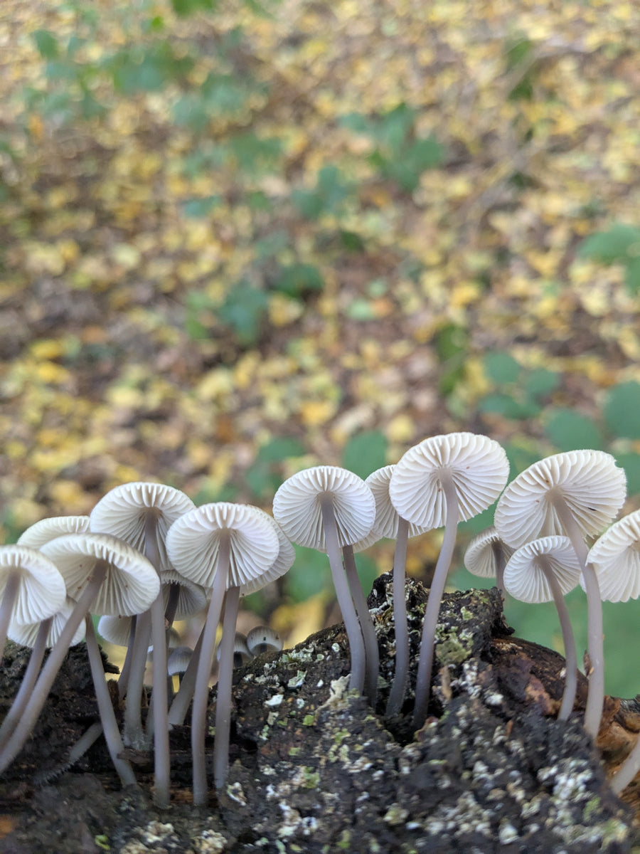 Mushroom Walk 8th November - Bishop's Stortford